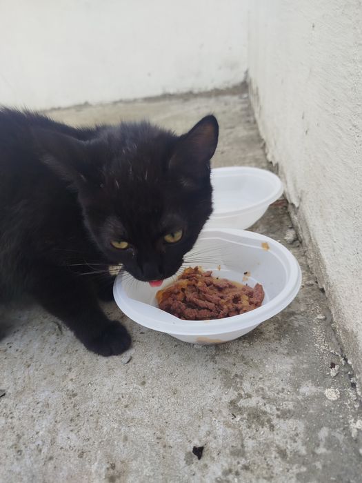 Отдам котенка в добрые руки