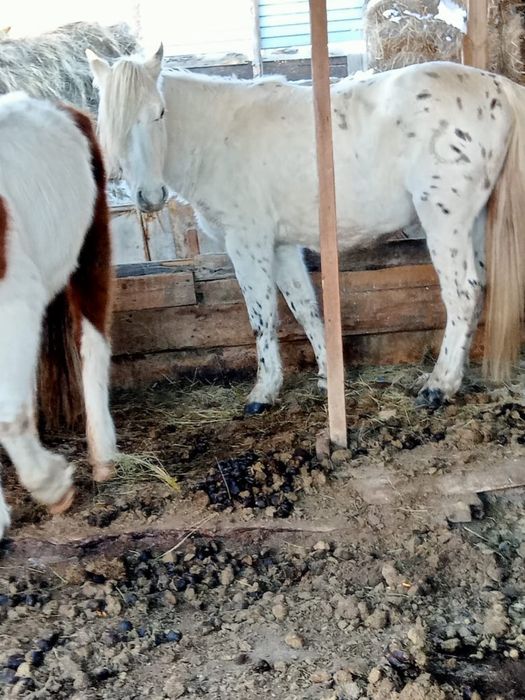 Продается жеребец 6 лет