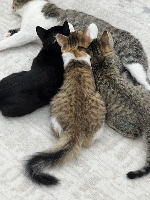 Котятам и кошке нужен дом.