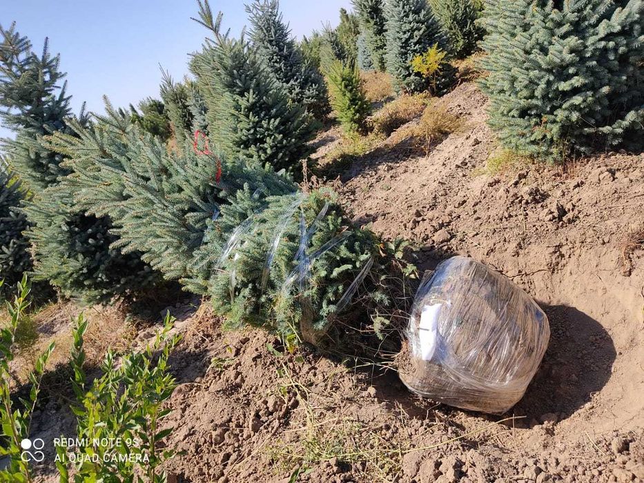 елочки голубые оптовые поставки