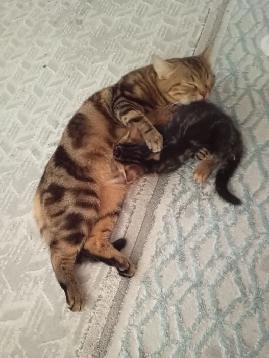 Мать с ребенком британ - бенгал