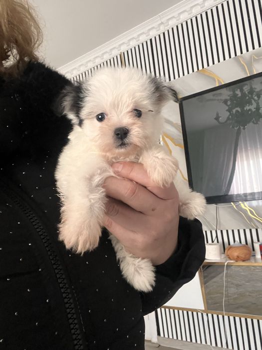 Bichon havanez miny