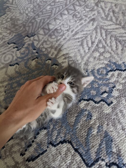 Котята даром 40 дней