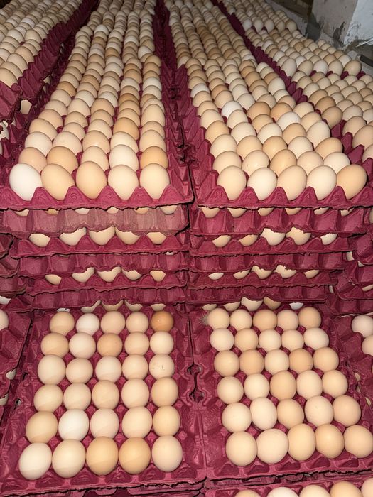 Оптом Тухум товук фабрикадан / Яйца от производителя