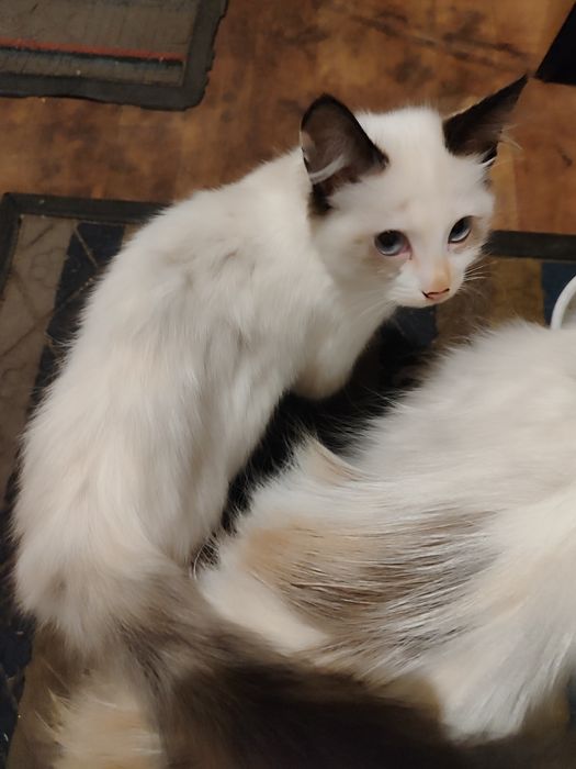 Отдам котят в хорошие руки