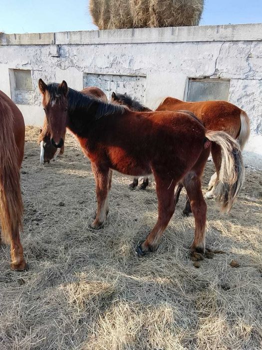 Продам жеребёнка