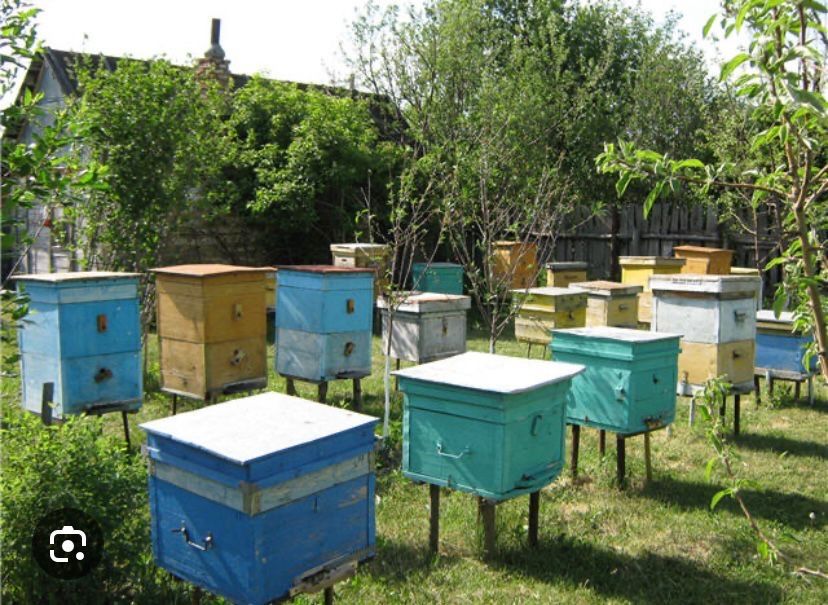 Продам пчелосемьи с улитарой