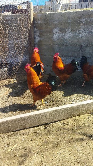 Продам куры домашние