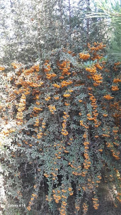 Archa va Manzarali daraxtlar Dexqondan Surxondaryo Sariosiyo