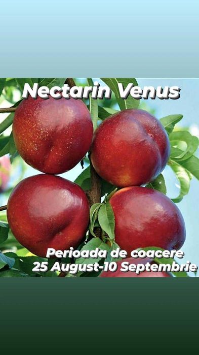 Pomi fructiferi altoiti