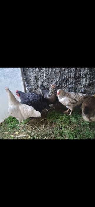 Продам домашних курей брама и.тд