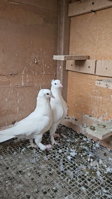 Голуби такла белые (бьяз)