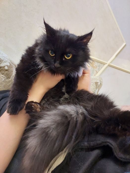 Красотка кошка в добрые руки отдам