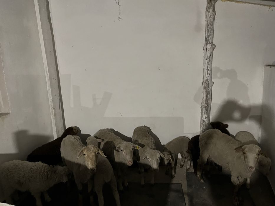 Подам Баран с егнятами