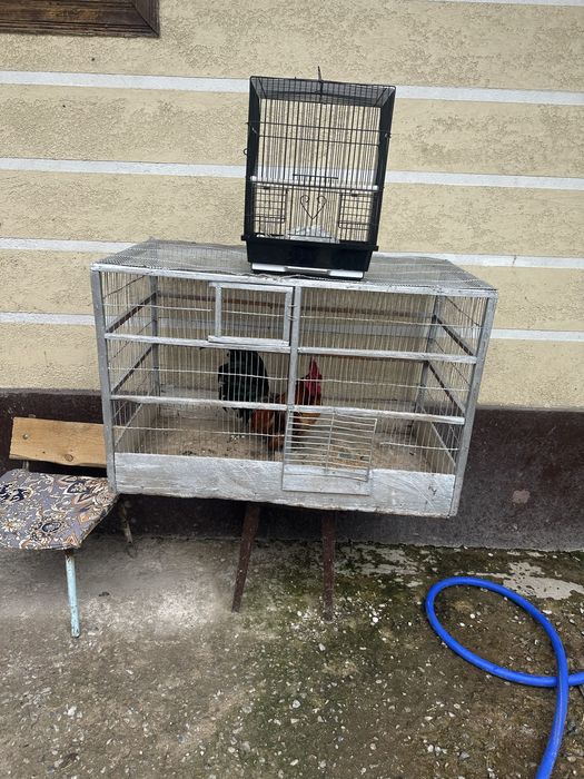 Клетка хороший цастаяна