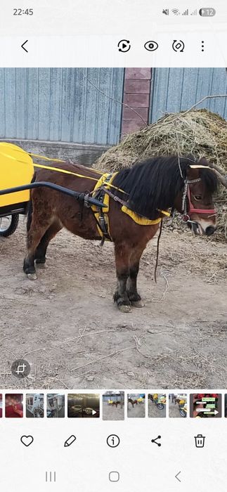 Продам пони жеребец