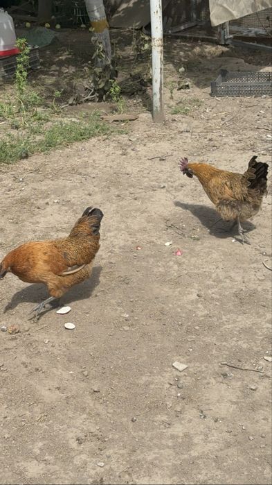 Лакиданзе курочки