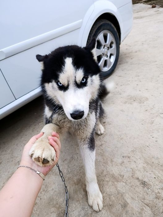 Хаски асл зод 9 ойлик