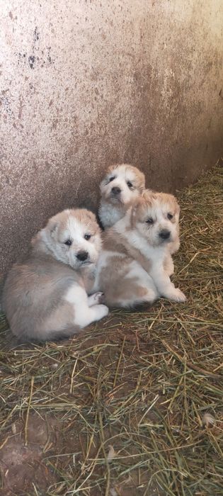 Продам мощного Шенка алабай девочка