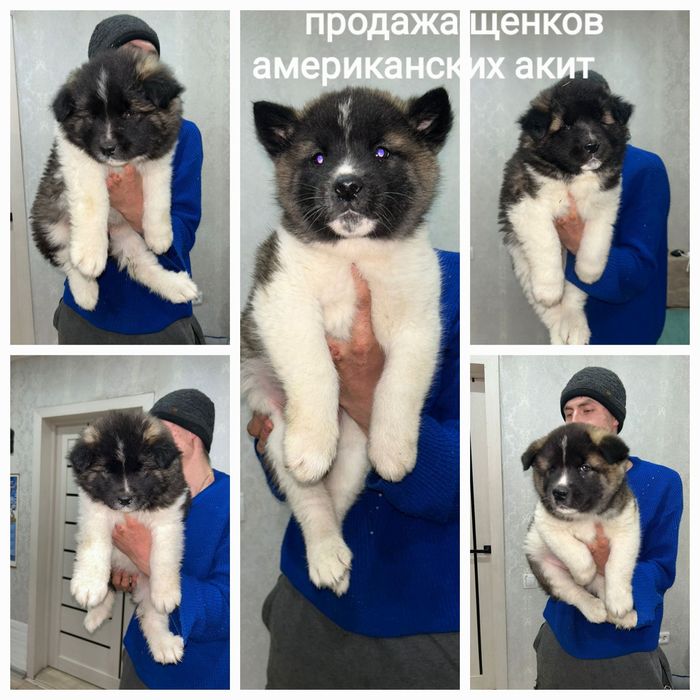 Американская акита