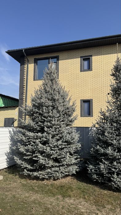 Голубые ели, сибирская ель 4-8м