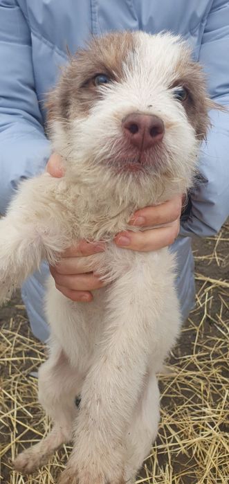 Donez cățeluși metiș de 4 luni