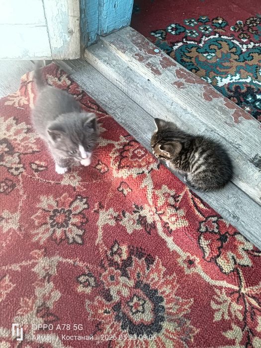 Котята 3 мальчика 1 девочка