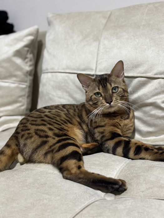 Вязка кота бенгала