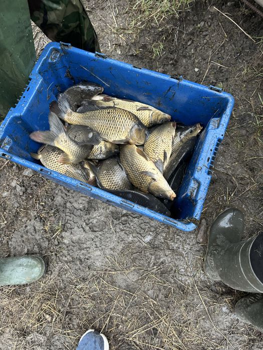 Оптом Живая рыба (карп/сазан)