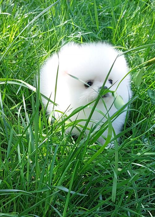 Померанский шпиц