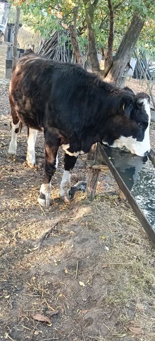 De vânzare două juninci