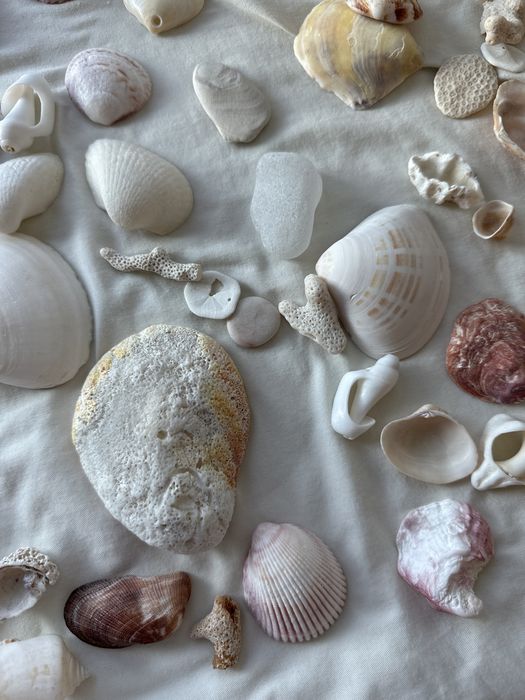 Ракушки разного вида
