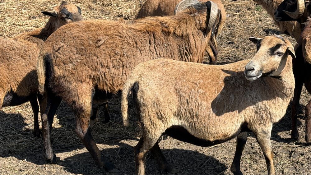 Oi si mieluțe camerunez de vânzare