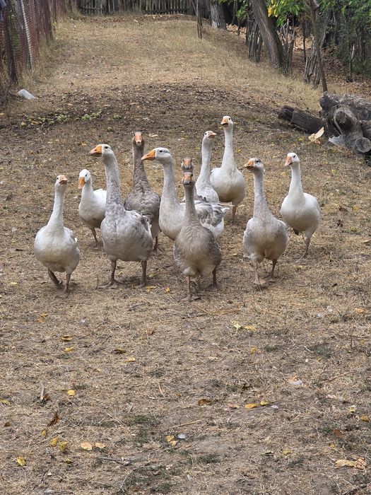 Vând gâște ,rațe mute,cocoși
