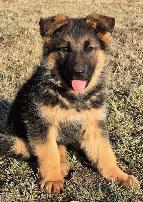 Vand pui ciobanesc german