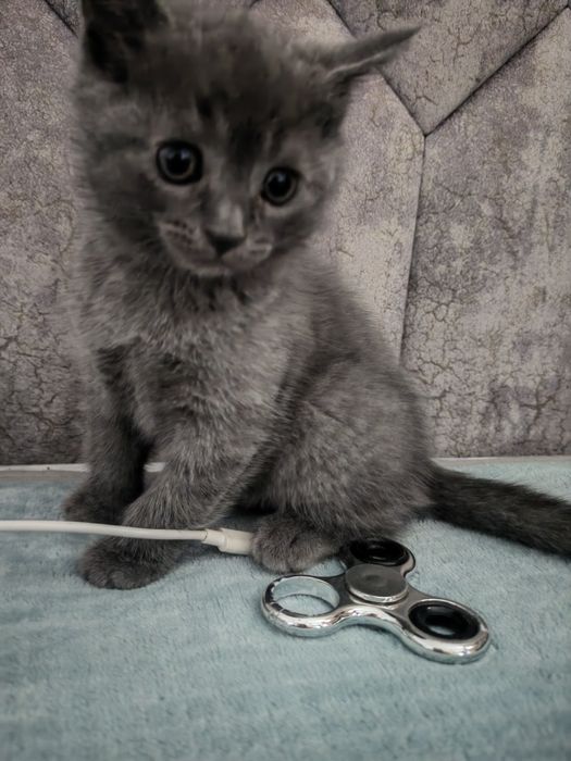 Продаются домашние котята