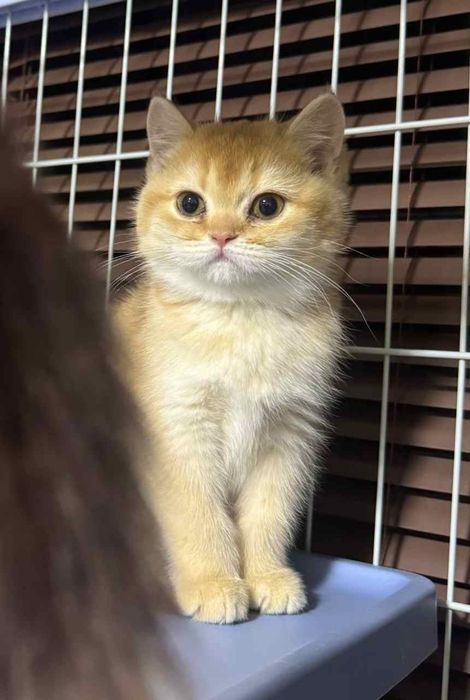 Британские залатая шиншилла  мушугимиз  3 ойлик угил бода