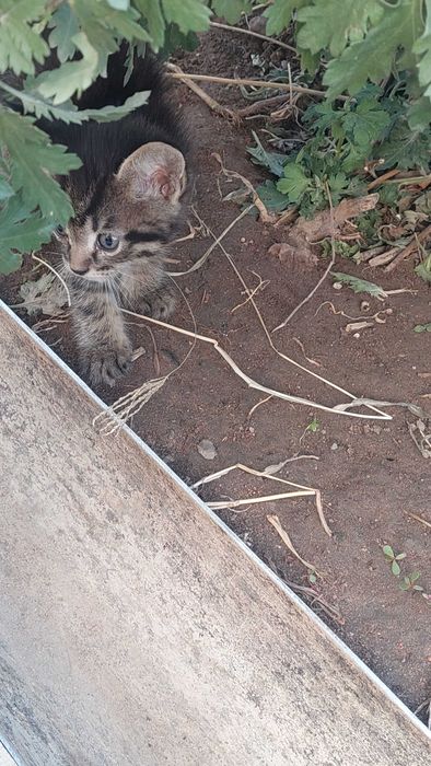котята в хорошие руки
