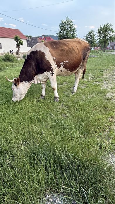 Vaca cu vitel.