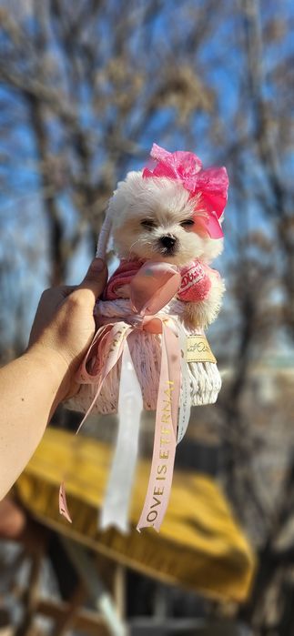 Корейские лупоглазые  мальтизе