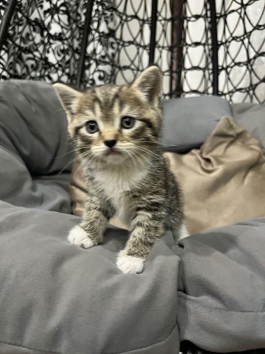 Котята британцы короткошерстные