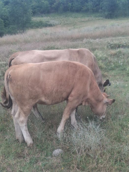 Vând vaca și junincă