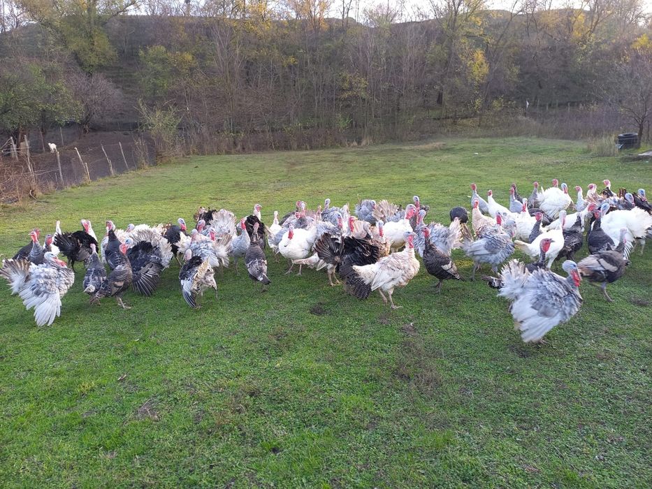 Vând curcani și curci de tara
