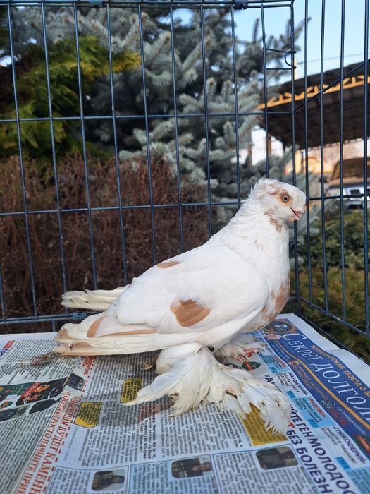 Продам самца 2025 по гульбадамам