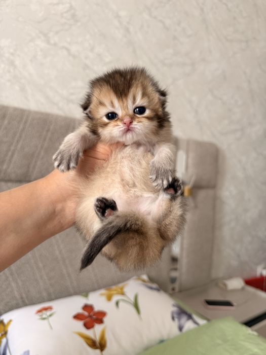Готовятся на продажу котята