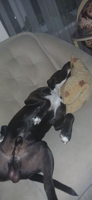 Питбуль ищет девочку для вязки