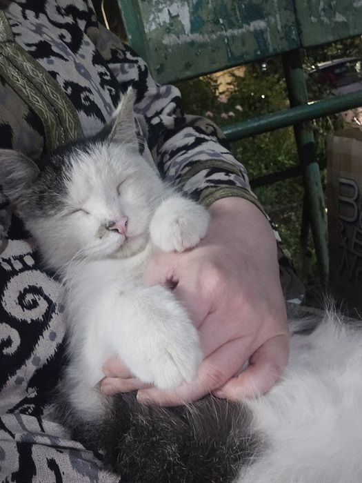 Котик в добрые руки