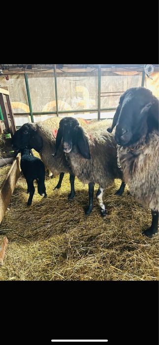 Oi sarbesti 5+1 toate tinere