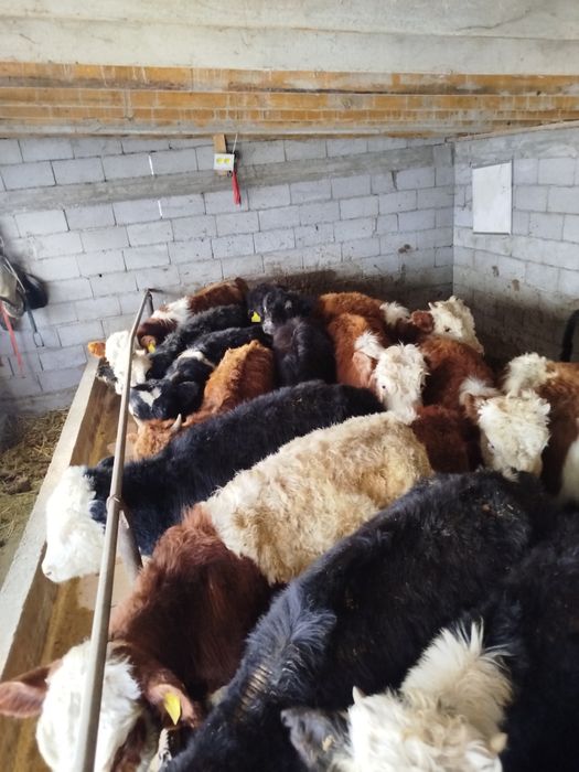 продам подсосы 21 голова