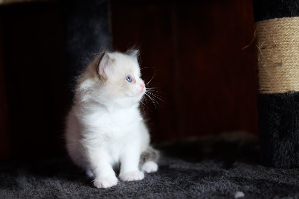 Чистокръвни котенца РАГДОЛ търсят своите любящи семейства!